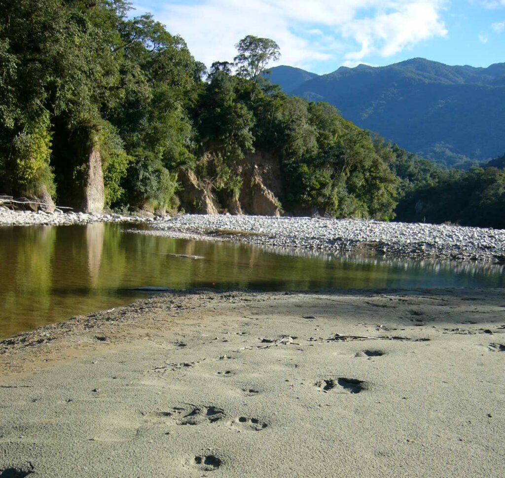 Huellas de Yaguarete en Parque Nacional Baritu.